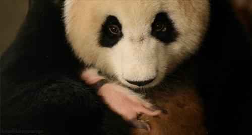 熊猫 宝宝 萌化了 天然呆 动物 panda