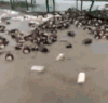密集 大雨 无语 渗人