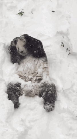 大熊猫 玩雪 雪地 顽皮