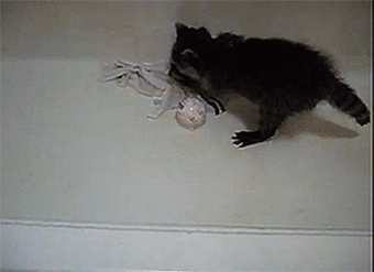 浣熊 raccoon 玩球 浴缸 疯了