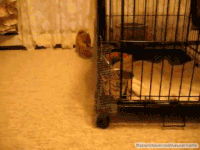 柴犬 呆萌 欢脱 治愈 幼崽 Shiba Inu