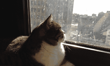 猫咪 蹲着 看窗外 下雨