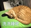 萌宠 猫咪 猫 晚安 晚安猫 洗洗睡吧