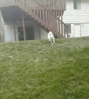 狗狗  奔跑 可爱  草地