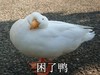 萌宠 猫星人 困了啊 无奈 呆萌 可爱