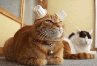 耳朵 猫咪 恶搞 可爱