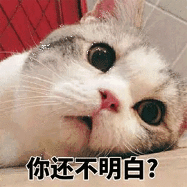 你还不明白 猫