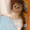 萌宠 猫星人 安安静静 当个废物挺好的 呆萌 可爱