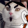 小猫 双截棍 搞笑 动物