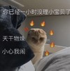 萌宠 喵星人 小心我闹 你不理我 生气 威胁