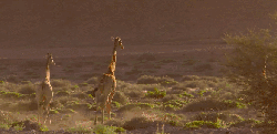 地球脉动 相会 纪录片 走 长颈鹿