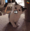 猫 开心 哈哈哈