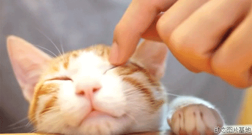 可爱 动物 猫猫 挠痒痒 舒服 眯眼 慵懒