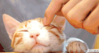 可爱 动物 猫猫 挠痒痒 舒服 眯眼 慵懒