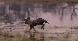 动物 掠食动物战场 渡河 纪录片 跑 非洲豺犬