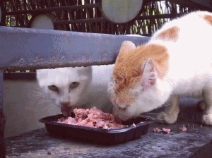 猫咪 吃饭 霸道 不让吃