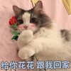 萌宠 喵星人 给你花花 跟我回家 呆萌 可爱