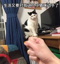 猫咪 喵星人 生活对小猫咪动手了 斗图 搞笑