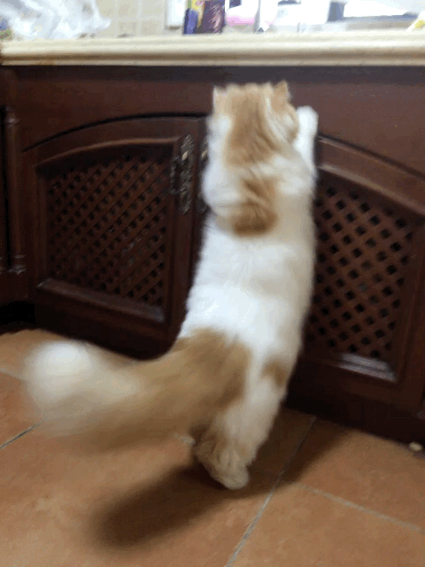 猫咪 站起来 够不着 大长尾巴