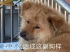 萌宠 汪星人 我怎么活成这幅狗样 难受 搞怪 逗