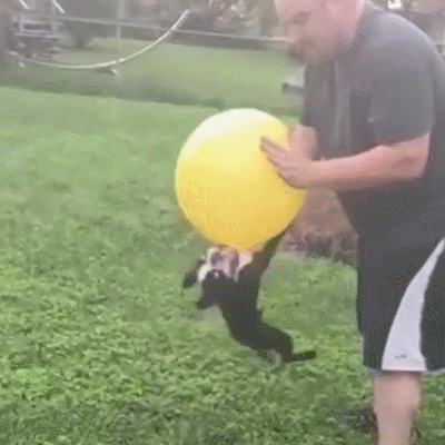 玩气球 猫咪 萌宠