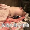 萌宠 猪 苦酒入喉心作痛 借酒消愁 憨憨 可爱
