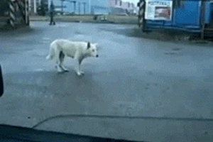 狗狗 跳舞 可愛 呆萌