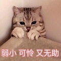 猫咪 可爱 呆萌 斗图 搞笑 弱小可怜又无助 讯飞