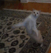 宠物 生活 搞笑 萌 gif 表情