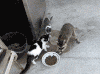 猫咪 小浣熊 逃跑 抢夺