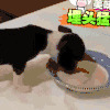 狗 动物 汪星人 可爱 萌
