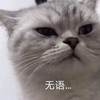 萌宠 猫星人 无语 不想说话 搞怪 逗