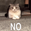 no 拒绝 猫