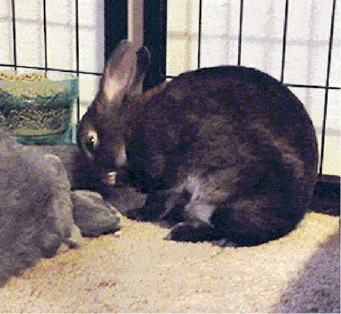 兔子 躺下 睡觉 转身