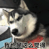 二哈 搞笑 愤怒 我也是这么觉得 我也是