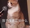 萌宠 喵星人 我听不懂他在说什么 无辜 呆萌 搞怪