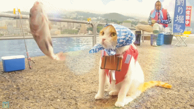 温泉猫 广告 日本 鱼