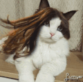 微风 假发 恶搞 蒙圈 喵星人 美少女 动物 猫
