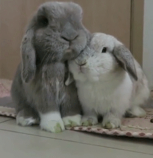 兔子 可爱 灰色的毛 靠在一起
