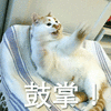 萌宠 喵星人 猫 鼓掌 搞怪 可爱