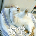 猫 鼓掌