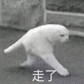 猫 走了