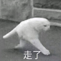 猫 走了 可爱 呆萌