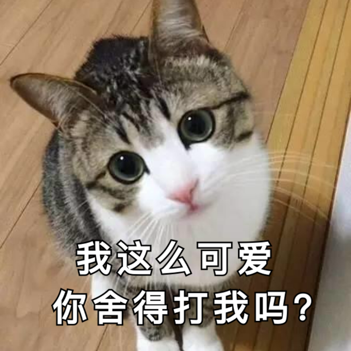 猫咪gif喵星人gif可爱gif舍得打我吗gif直视gif