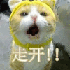 猫 走开 拒绝 可爱 呆萌
