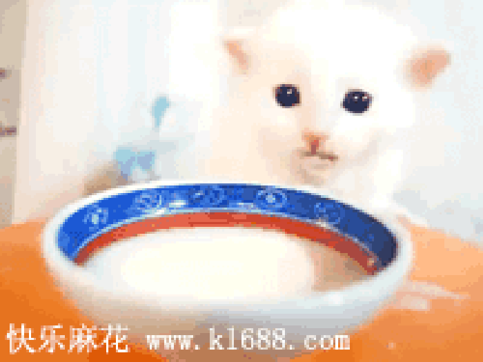 食物 可爱 小猫 小碗