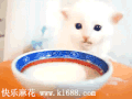 食物 可爱 小猫 小碗