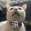 猫咪 滚 搞怪 逗