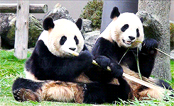 熊猫 国宝 吃竹子 吃货