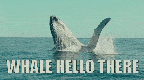 鲸鱼 大海 翻身 哺乳